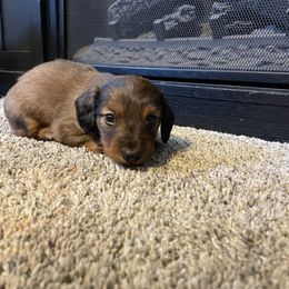Boy 1 - Dachshund puppy in Monroe, Iowa from Shelly Jo’s Dachshunds