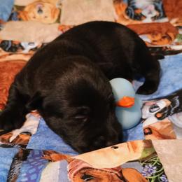 Dudley Black Male - Black male Scottish Terrier puppy in Smiths Grove, Kentucky from Moore's We Little Farm AKC Scotties
