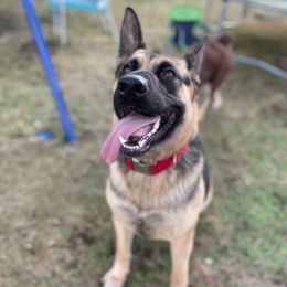 Australian Shepherds and German Shepherds from All the Shepherds, LLC