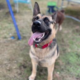 Australian Shepherds and German Shepherds from All the Shepherds, LLC