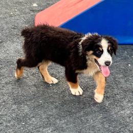 Azurie tri male - Black tri male Miniature Australian Shepherd puppy in Lemon Cove, California from Magic Ranch Mini Aussies