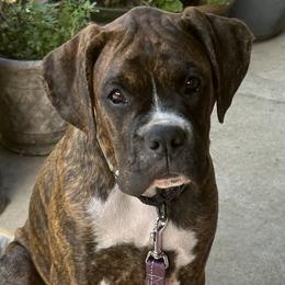 Eli - Brindle Boxer puppy in Los Angeles, California from Barrow’s Boxers
