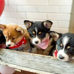 Pembroke Welsh Corgis from Harris Farms