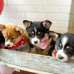 Pembroke Welsh Corgis from Harris Farms