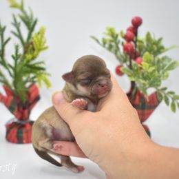 Frosty - Chocolate sabled fawn male Chihuahua puppy in Bulls Gap, Tennessee from Smokey Mountain Chihuahuas