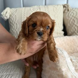 Girl 2 - Ruby female Cavalier King Charles Spaniel puppy in Spokane Valley, Washington from Olga's Cavalier King Charles Spaniels