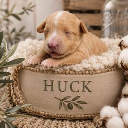 Huck (Blue) - Apricot male Aussiedoodle puppy in Byron, Georgia from Southern Olive Doodles 🫒