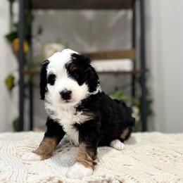 S'mores mini - Tri-color male Bernedoodle puppy in Meadville, Pennsylvania from Doodle Paws Pups