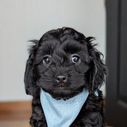 Brown Collar - Black male Cockapoo puppy in Newmanstown, Pennsylvania from Greta's Cockapoos