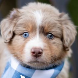 Australian Shepherds, German Shepherds, and Miniature Australian Shepherds from Dry Creek Puppies, LLC