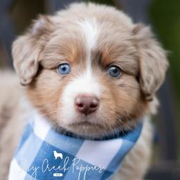 Australian Shepherds, German Shepherds, and Miniature Australian Shepherds from Dry Creek Puppies, LLC