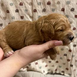 Red Collar - Red  female Goldendoodle puppy in Winchester, Tennessee from Mahaffey’s Doodles