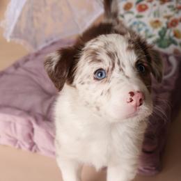 Rainier - Red merle female Border Collie puppy in Tillamook, Oregon from Oregon Bordoodles