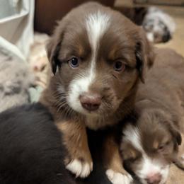 Coco - Red tri female Miniature Australian Shepherd puppy in Crockett, Texas from Pleasant Grove Aussies