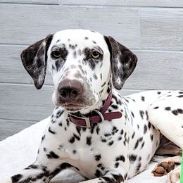 Tiger - Dalmatian