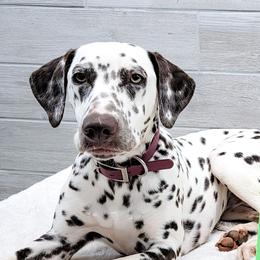 Tiger - Dalmatian