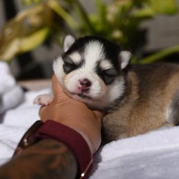 Aleida - Gray and white female Pomsky puppy in Coos Bay, Oregon from Ocean View Pomskies