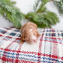 Chillbark - Red  female Goldendoodle puppy in Greencastle, Indiana from Willow & Co.