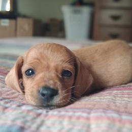 Eastwood - Red male Dachshund puppy in Brave, Pennsylvania from Maple Moon Dachshunds