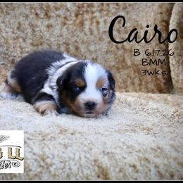 Cairo - Blue merle male Miniature Australian Shepherd puppy in Madisonville, Texas from Flying LL Aussies