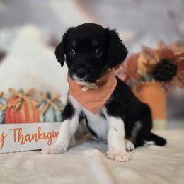 Elvis - Black male Double Doodle puppy in Prescott Valley, Arizona from Ramirez Family Doodles