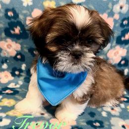 Trevor - Gold and white male Shih Tzu puppy in Hemet, California from Aloha Shih Tzu
