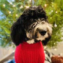 Willow - Bernedoodle