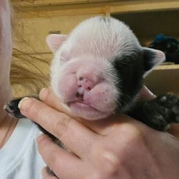 Girl 2 - Red and white female Bulldog puppy in Lexington, Kentucky from E. Clive Bulldogs