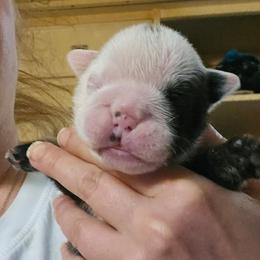 Girl 2 - Red and white female Bulldog puppy in Lexington, Kentucky from E. Clive Bulldogs
