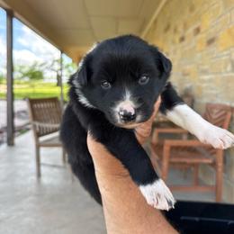 Jhett - Black and white male Border Collie puppy in Comanche, Texas from Circle R Sidney