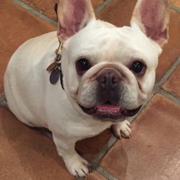 Busy - French Bulldog