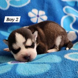 Boy 2 - Black and white male Siberian Husky puppy in Grayson, Kentucky from Kentucky Huskies