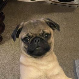 Pugs from NorthWest GA Pugs