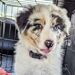Willow - Blue merle Australian Shepherd puppy in Trinidad, Colorado from Prairie Feather Farm
