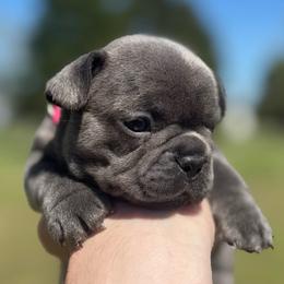 Rapunzel - Blue female French Bulldog puppy in Salisbury, Maryland from 77 Frenchies Maryland