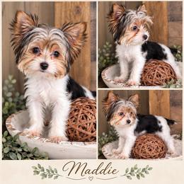 Maddie Magnolia - Parti female Yorkshire Terrier puppy in Cleveland, Tennessee from Moody’s Morkies and More AND Southern Charm Precious Paws