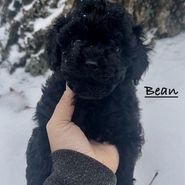 Bean - Black male Havapoo puppy in Lake Ann, Michigan from Riyem Wildflower Farms