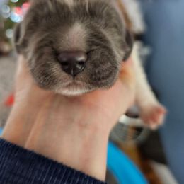 Boy 1 - White and gray male Newfoundland puppy in Ohio from Vermillion Newfoundlands