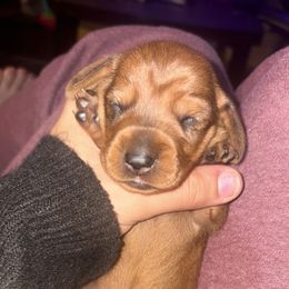 Bama - Dapple male Dachshund puppy in Gulfport, Mississippi from Candy & Caits Farmstead Mini Doxies