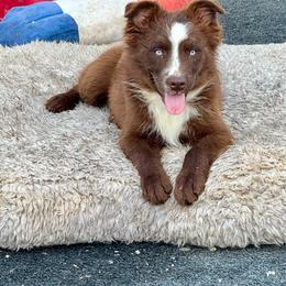 Tri male - Red tri male Miniature Australian Shepherd puppy in Lemon Cove, California from Magic Ranch Mini Aussies