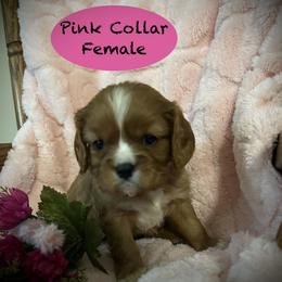 AKC Pink Collar - Ruby female Cavalier King Charles Spaniel puppy in Augusta, Wisconsin from My Little Pups