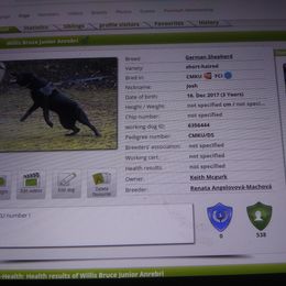 Josh - German Shepherd