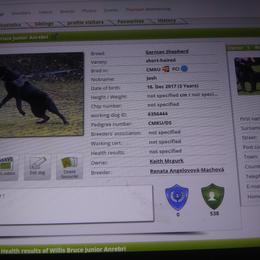 Josh - German Shepherd