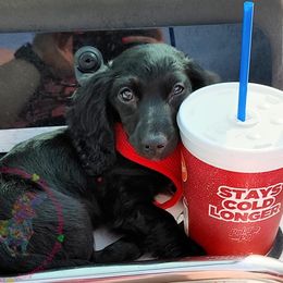 Dachshunds from Dixon's Darlings