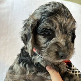 Monday - Black white and tan male Cockapoo puppy in Adrian, Oregon from ApplebyFarm
