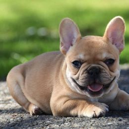 French Bulldog Puppies from SoundView Frenchies
