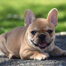 French Bulldog Puppies from SoundView Frenchies