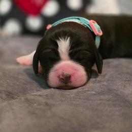 Flurry - Black white and tan female English Springer Spaniel puppy in Cookeville, Tennessee from Krossroads Kennel