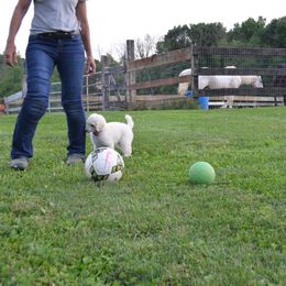 Poodle Puppies from D and D Standard Poodles