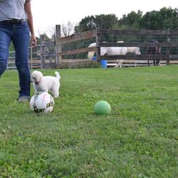 Poodle Puppies from D and D Standard Poodles